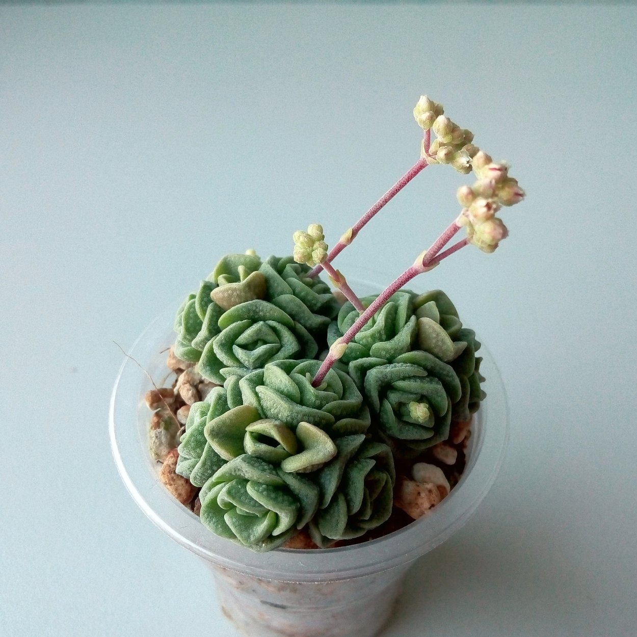 Крассула Мэджикал три