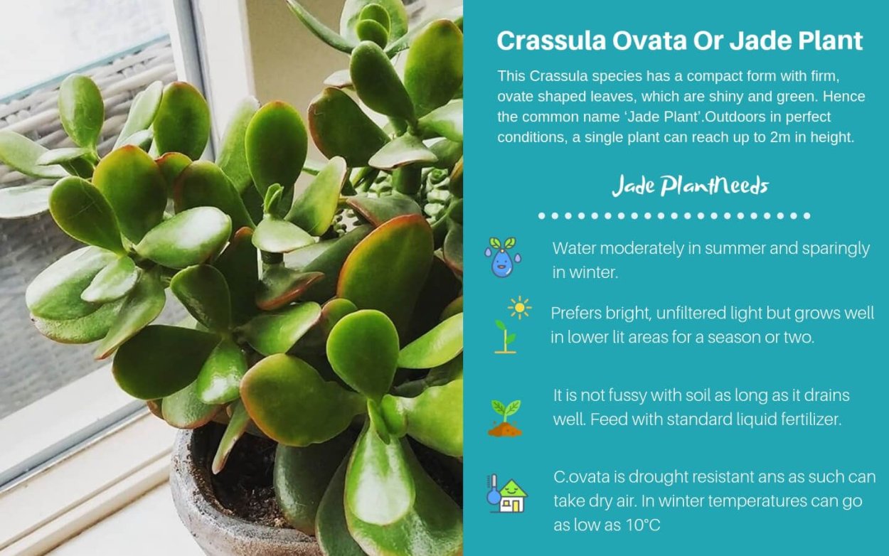 Крассула перфората Вариегата