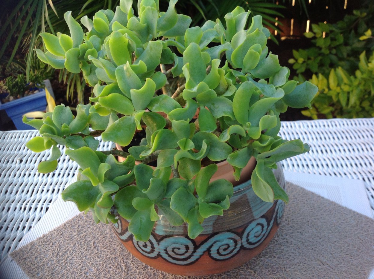 Крассула Ундулата