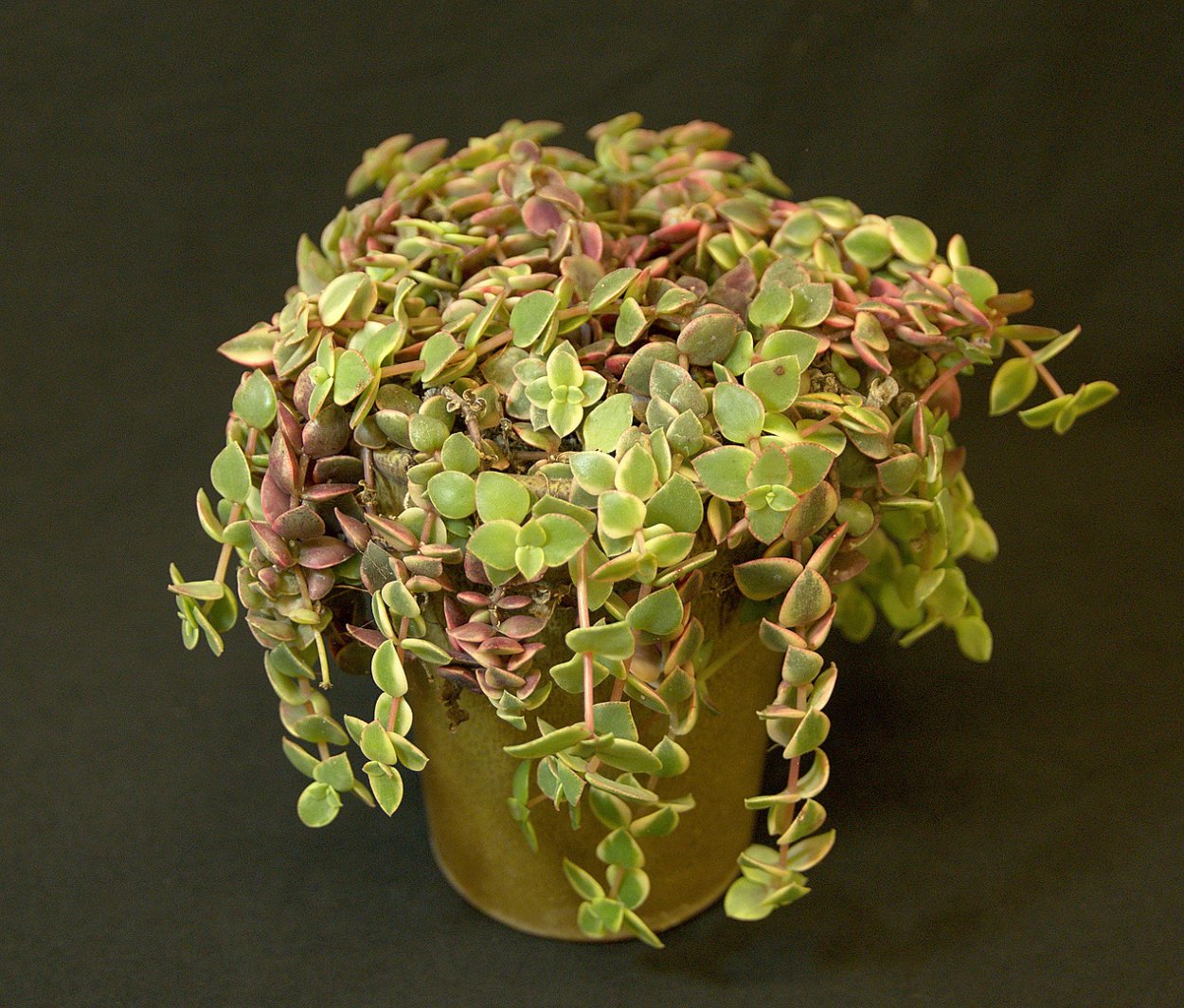 Crassula Springtime (Крассула Спрингтайм)