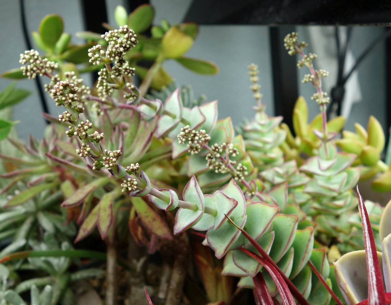 Крассула Юстус Кордерой