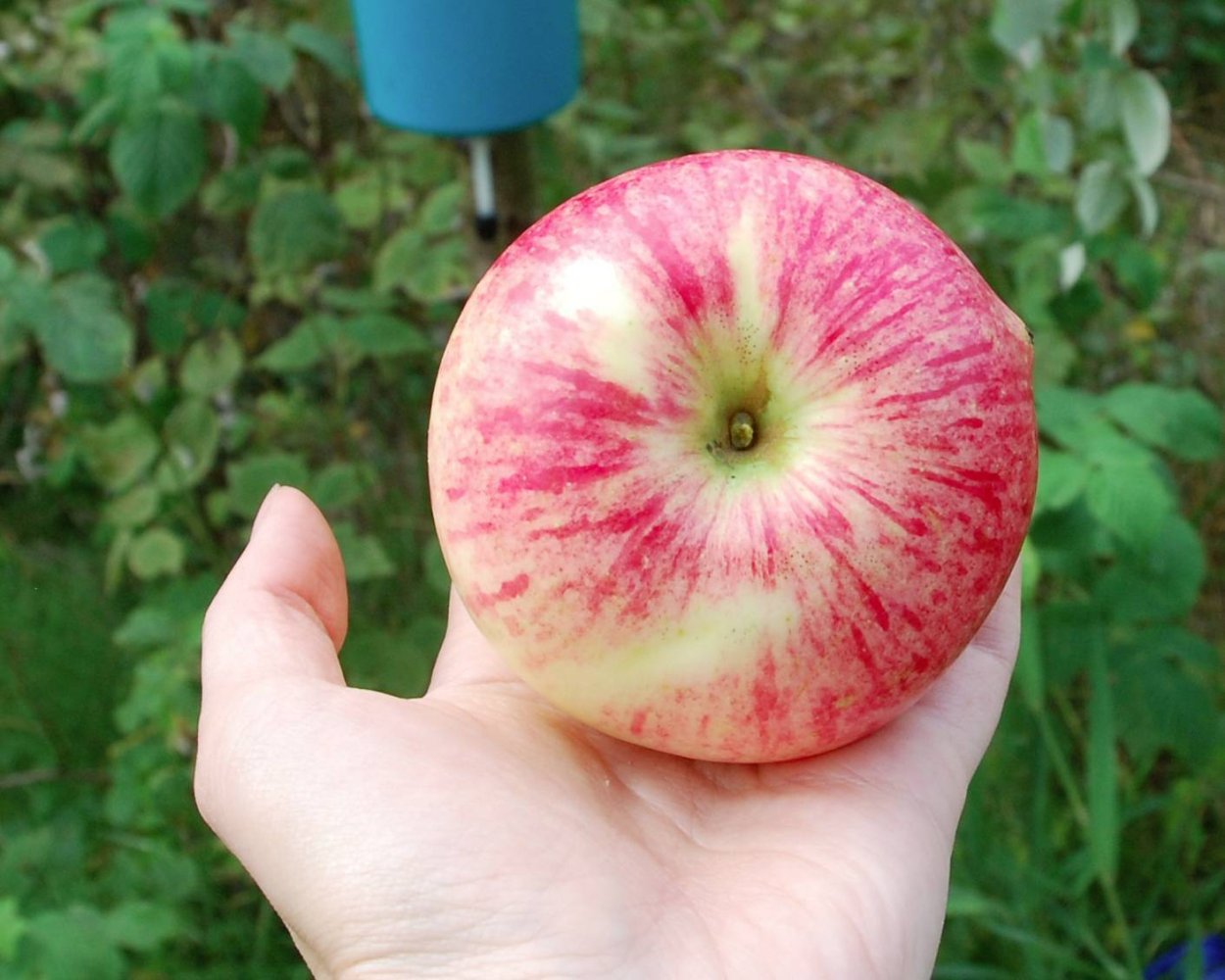 Тыква и яблоко