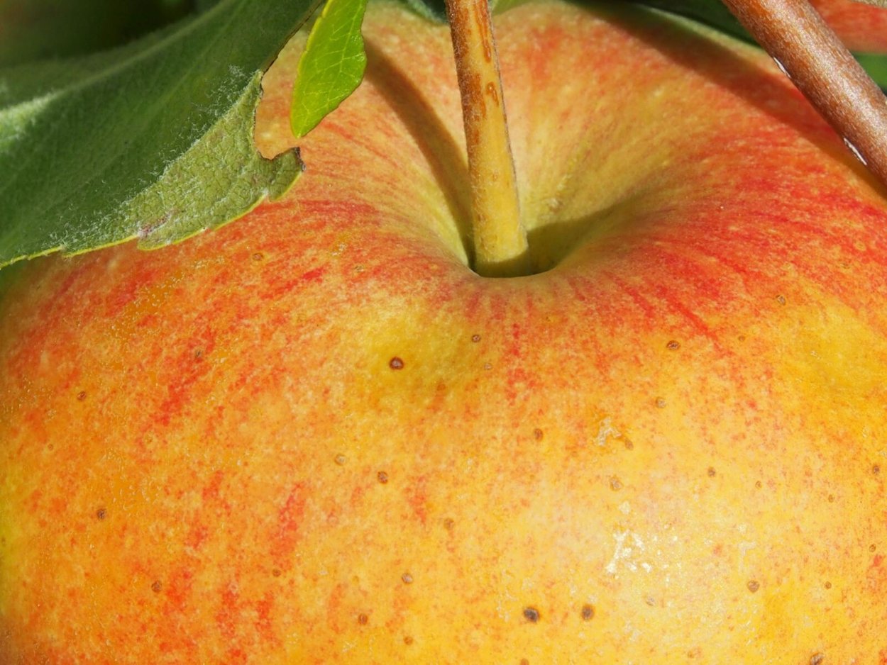 Яблоко красно желтое