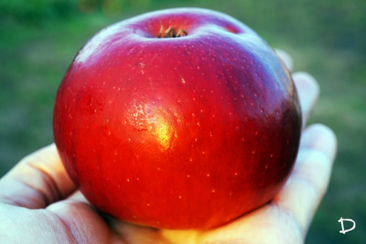Яблоко красно желтое