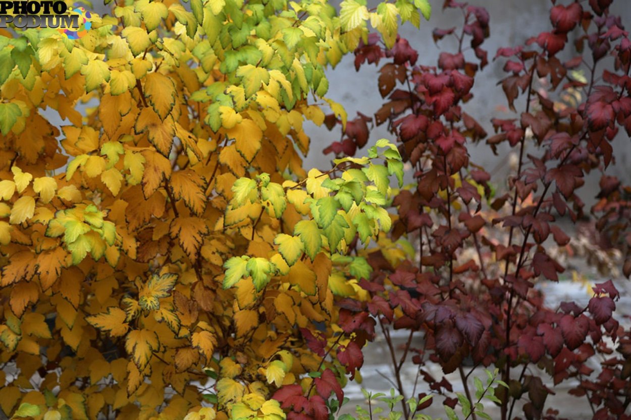 Кустарник красивый осенью