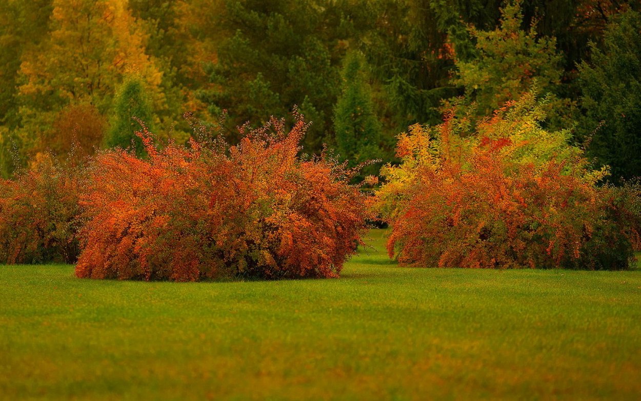 Осенний куст