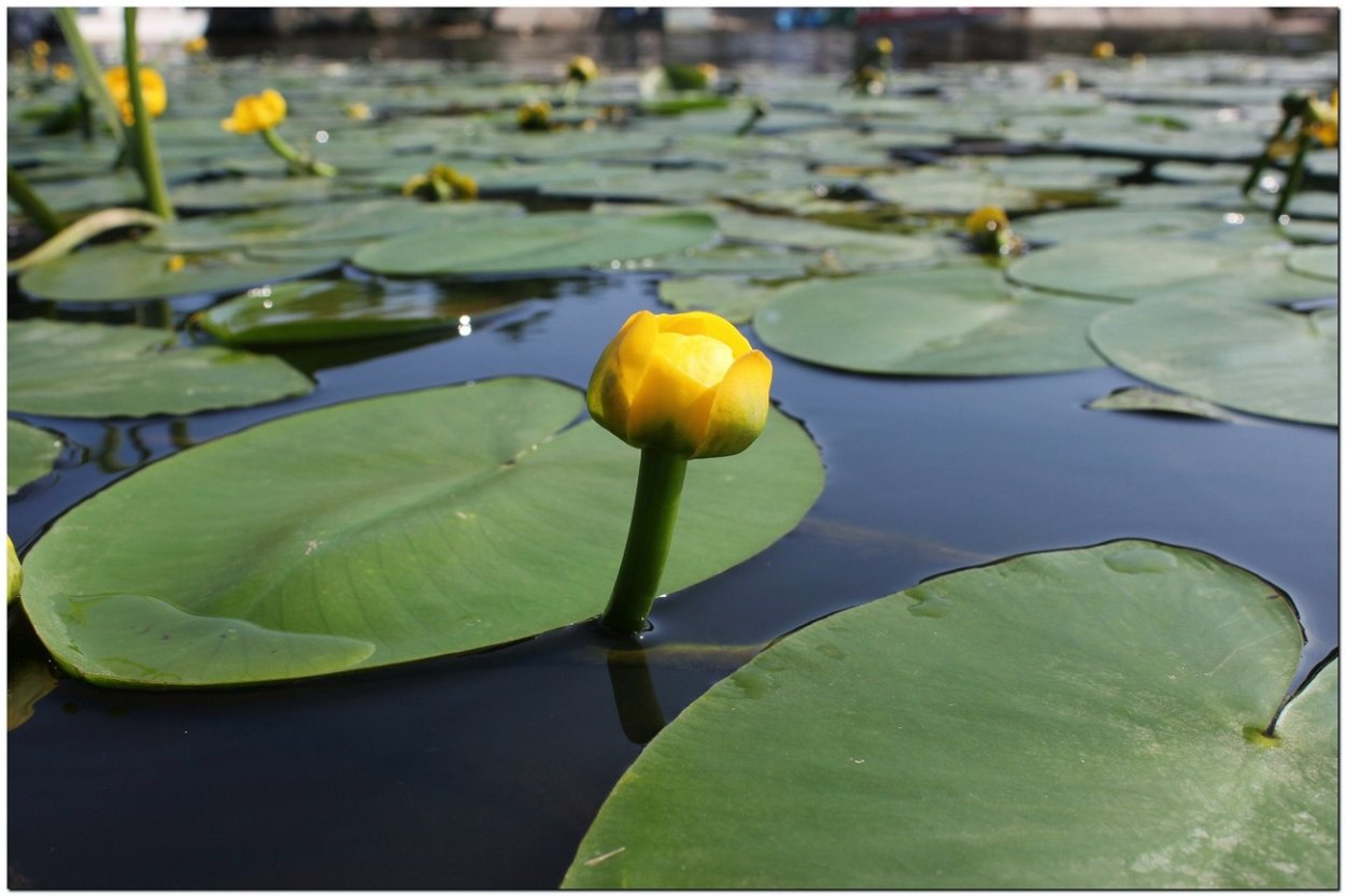 Кувшинка гидатофит