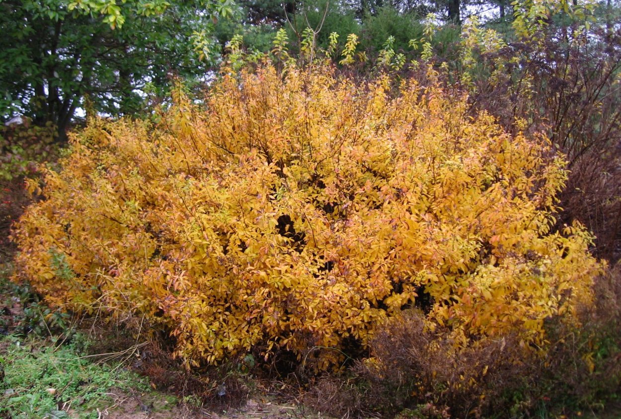 Спирея серая Грефшейм осень