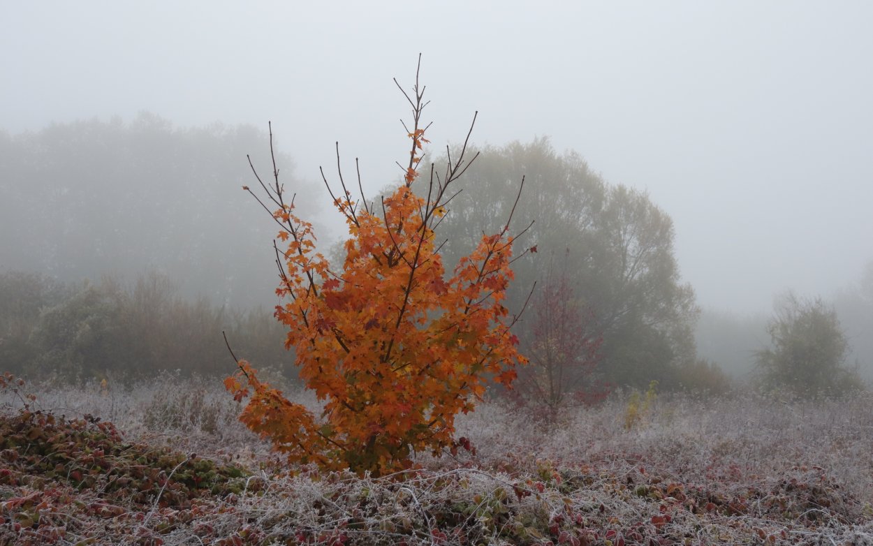Кусты поздней осенью