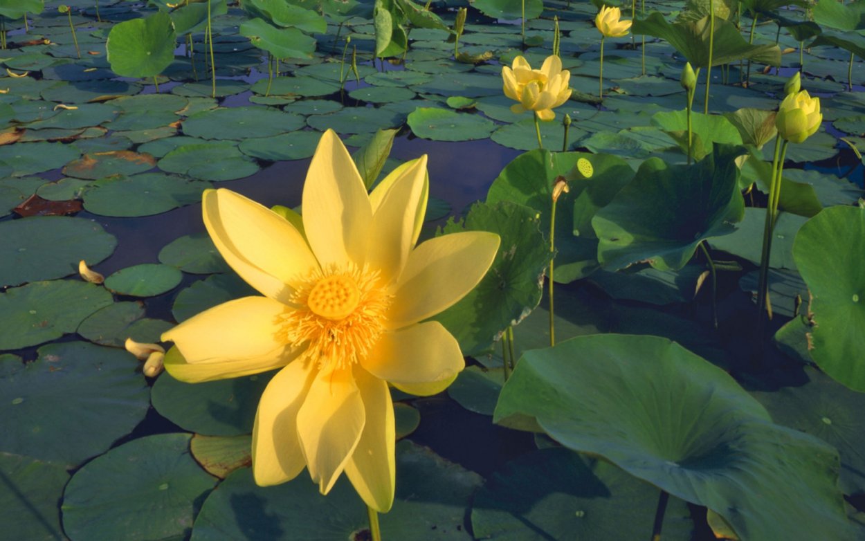 Калужница Болотная - Cltha Palstris