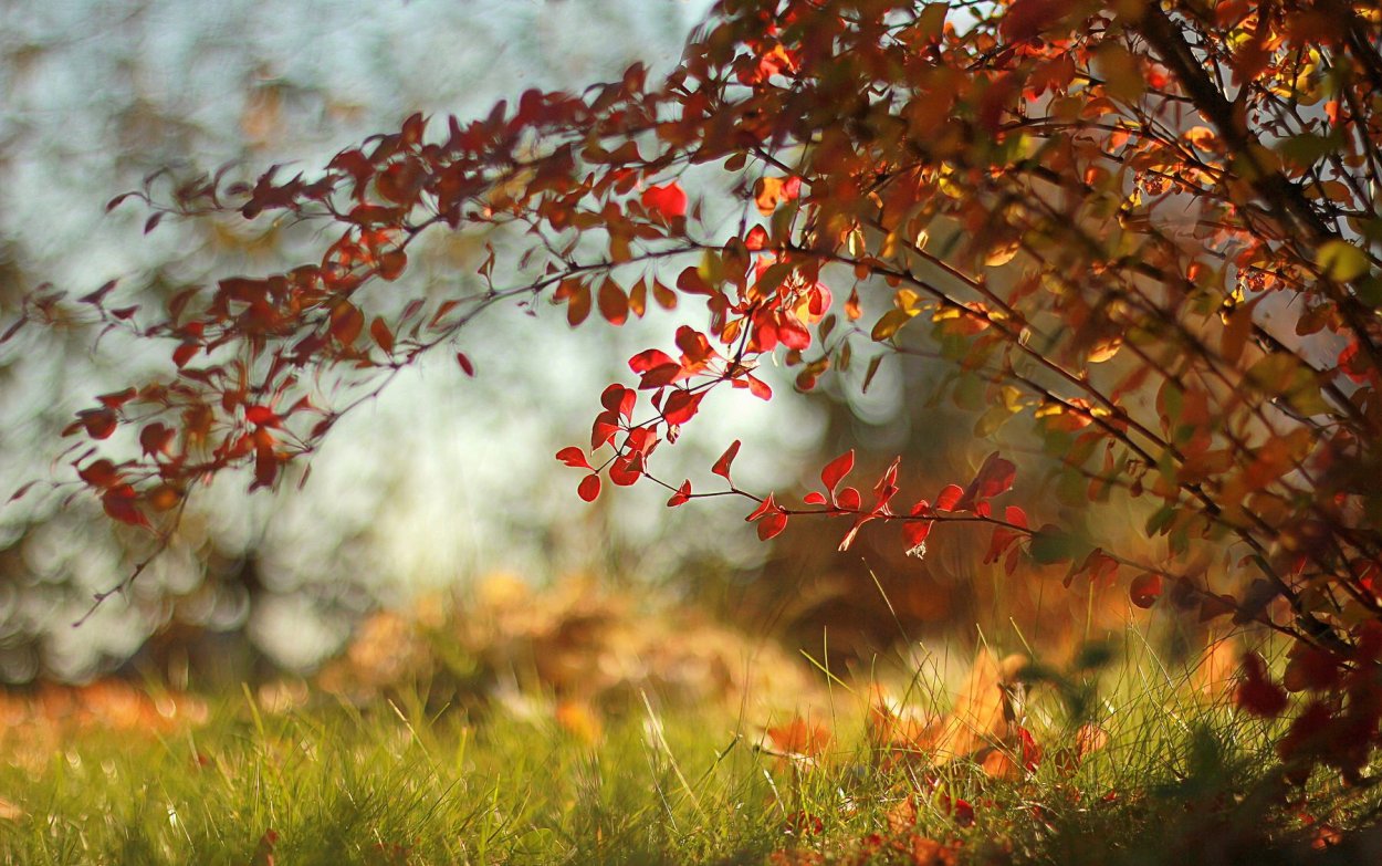 Осенний куст