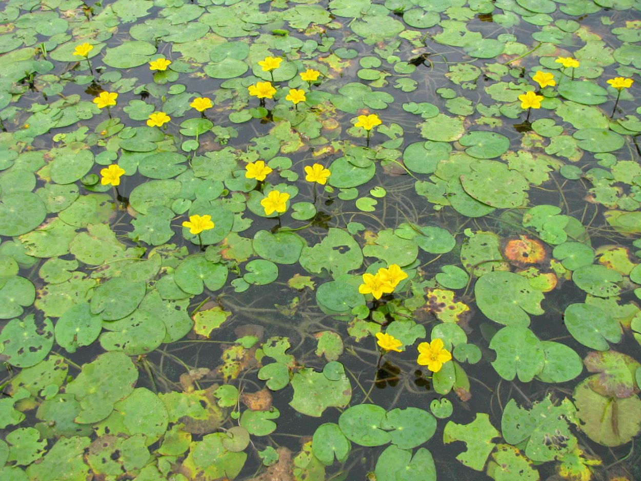 Калужница Лесная