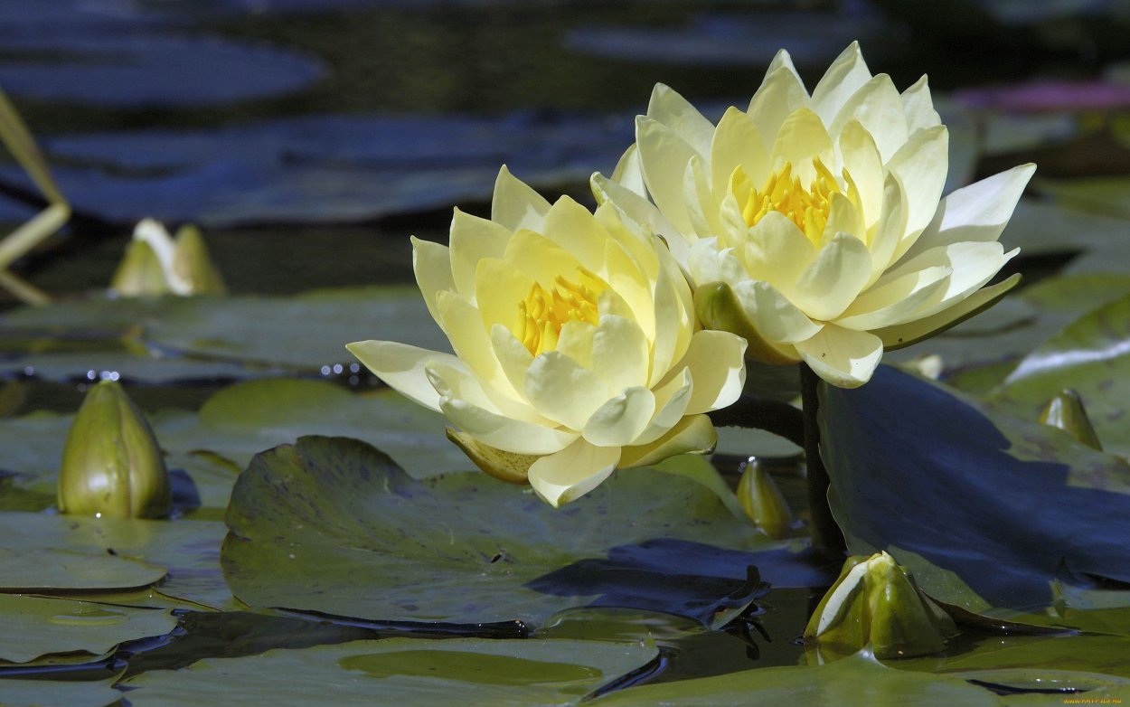 Лотос кувшинки водяная Лилия жёлтый