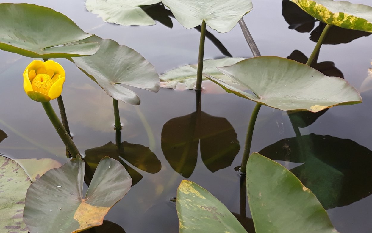 Кубышка японская Nuphar japonica