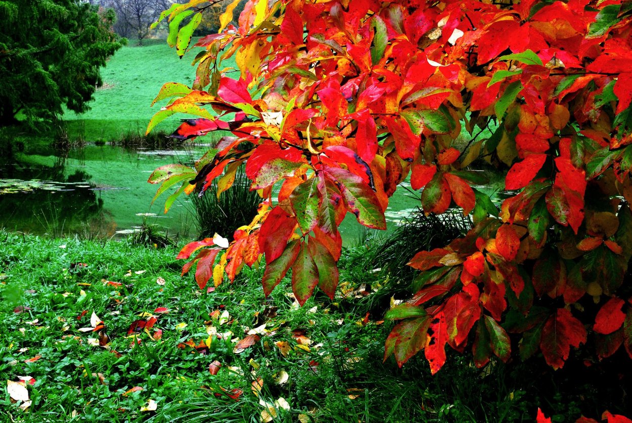 Осенний куст