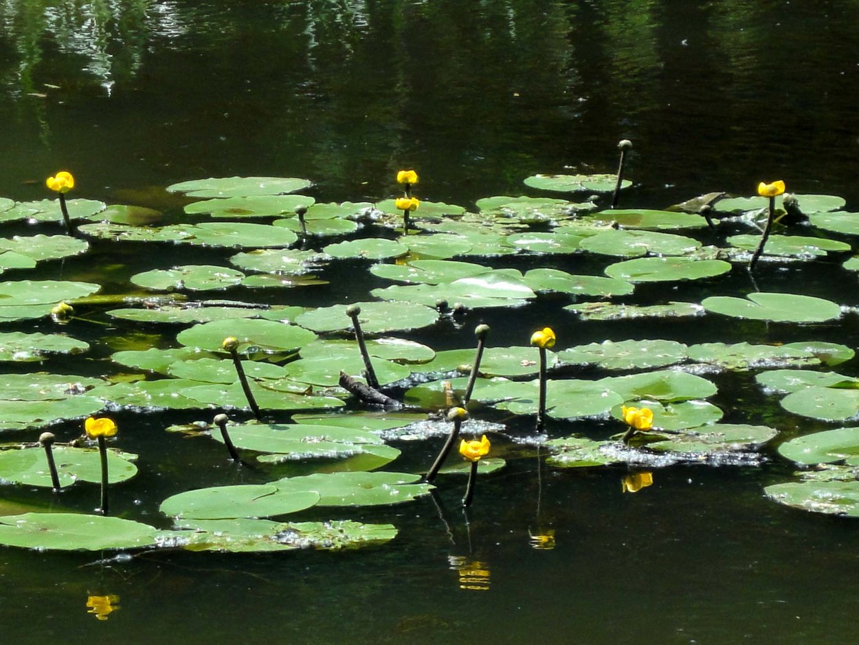 Кубышка желтая водяная Лилия