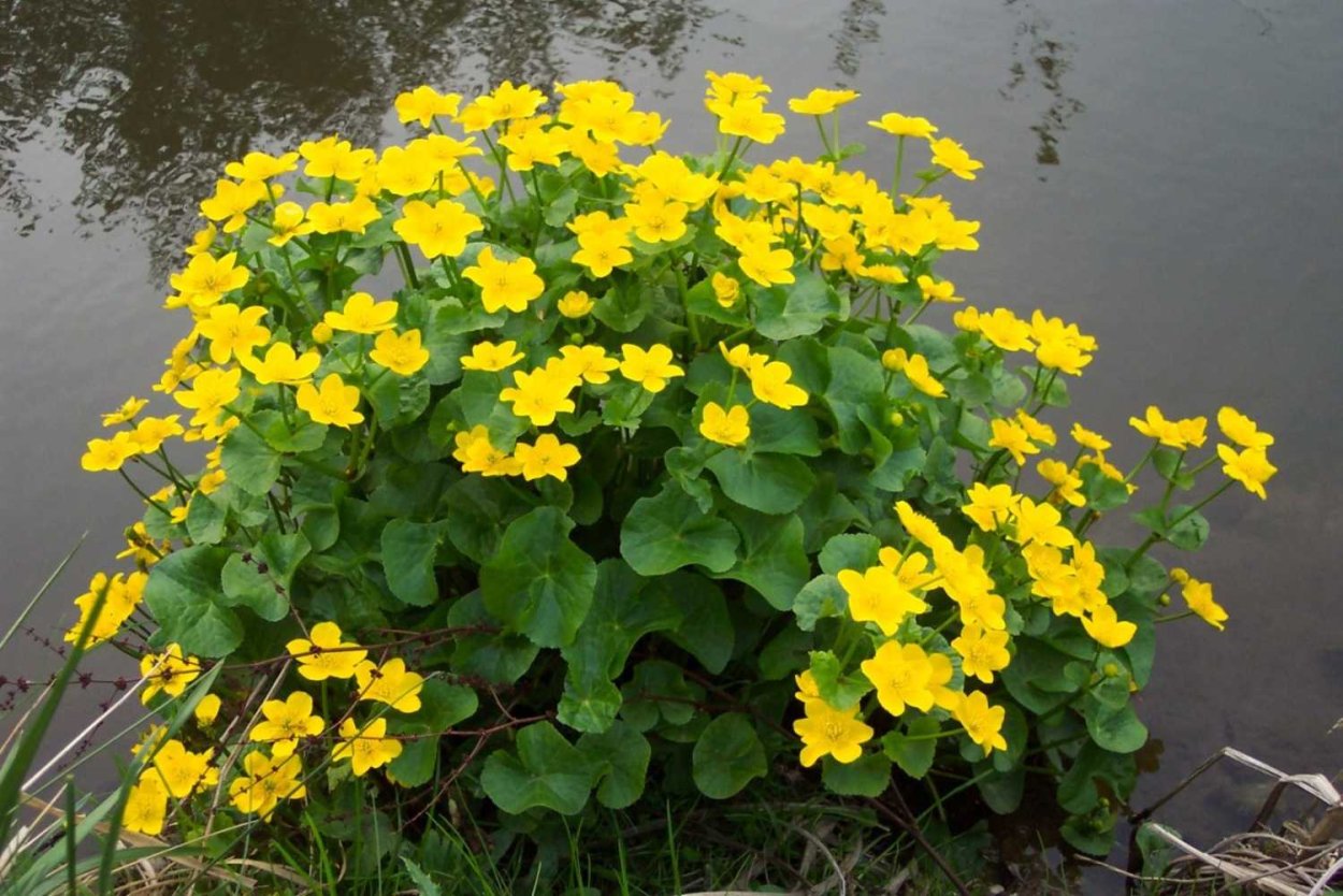 Цветет калужница Болотная