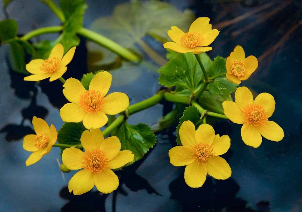 Кубышка водные растения