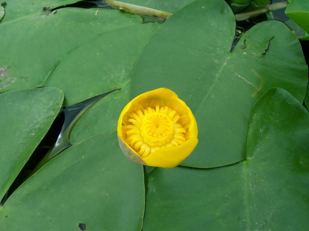 Кубышка (Nuphar)