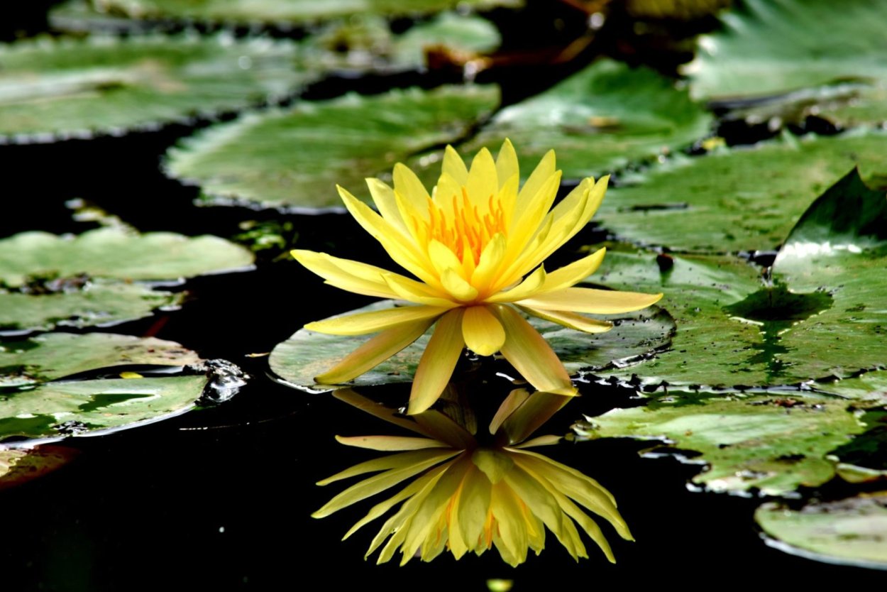 Кувшинка желтая кубышка