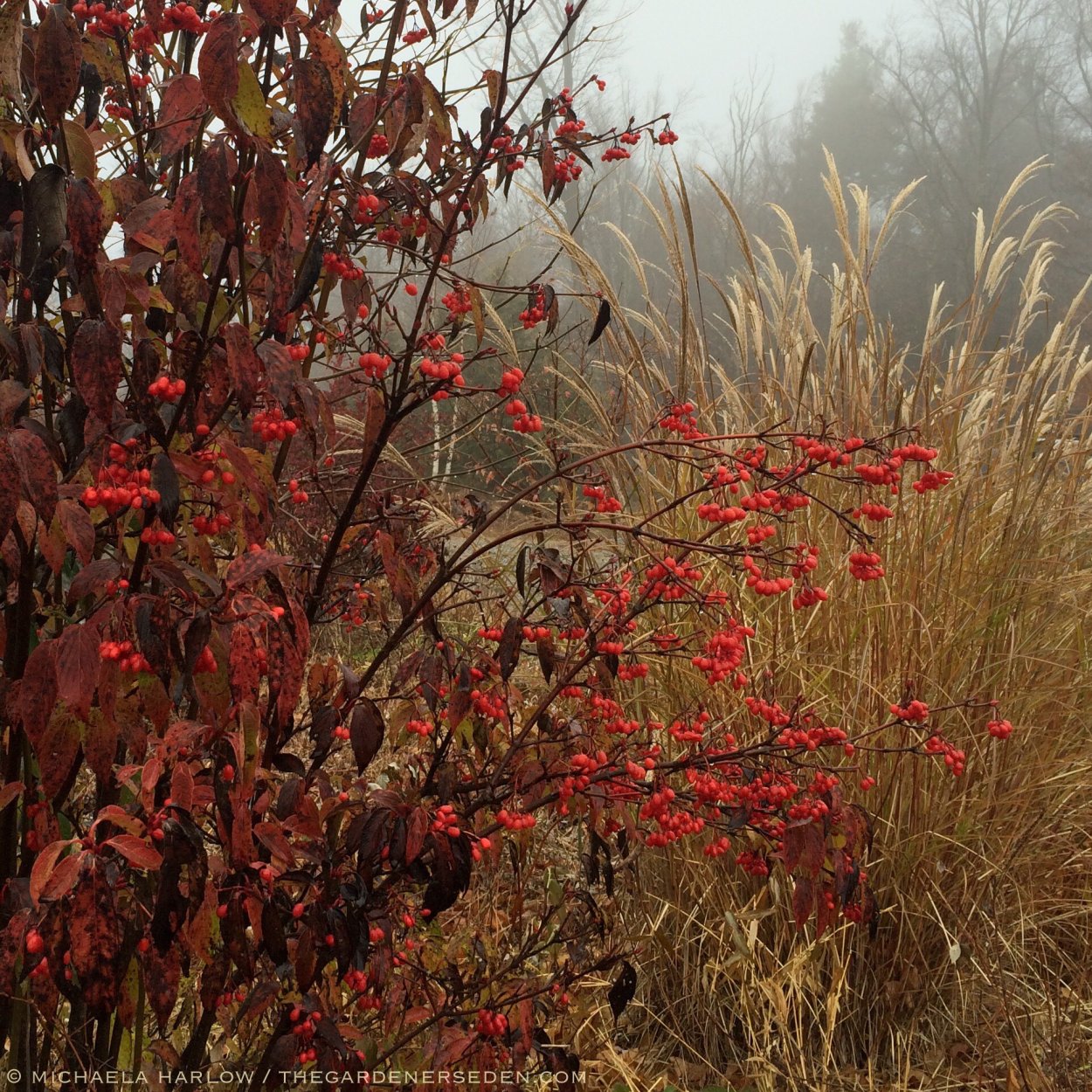 Осенние кустарники