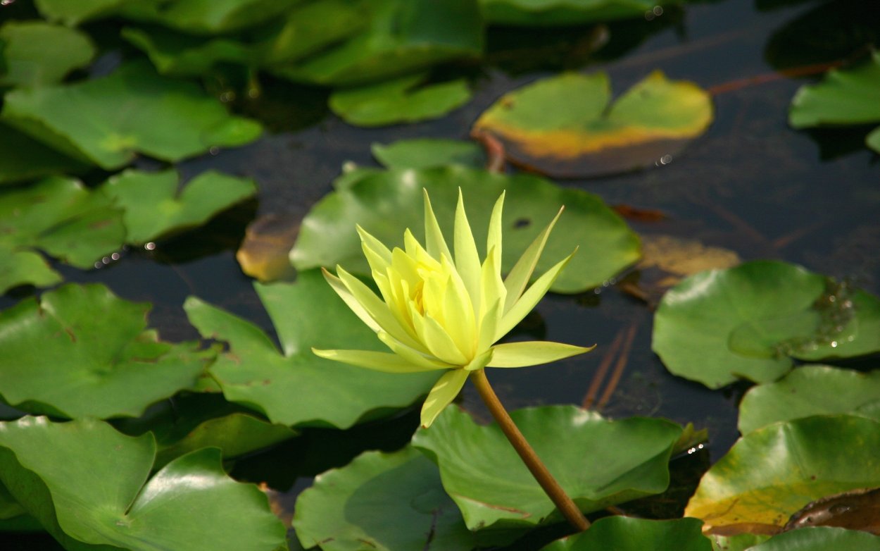 Кувшинка кубышка