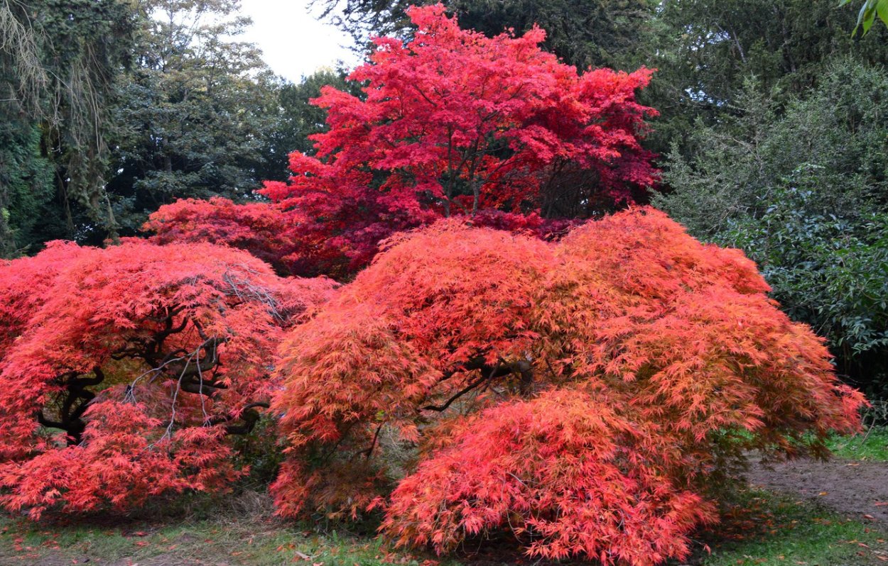 Красивые кустарники