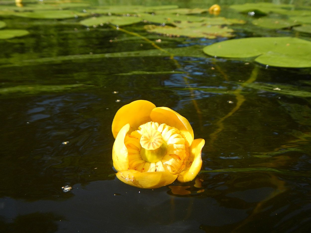 Кувшинка Лилия Лотос