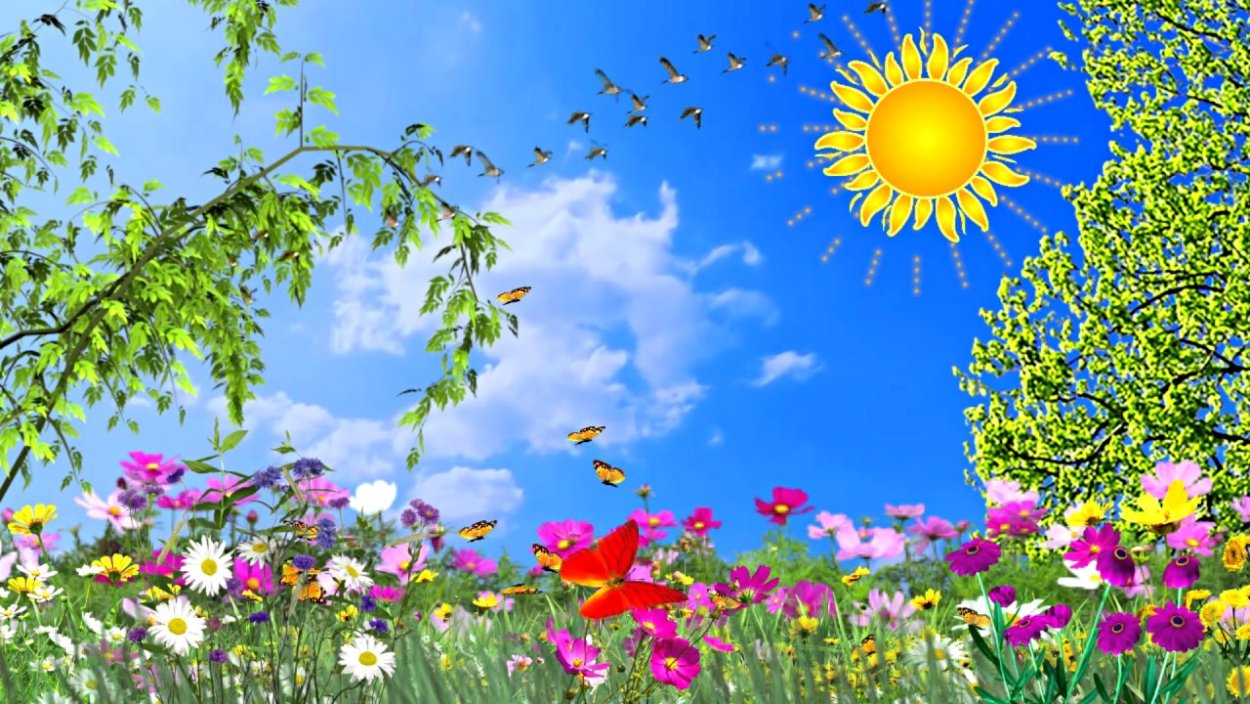 Цветы и солнце