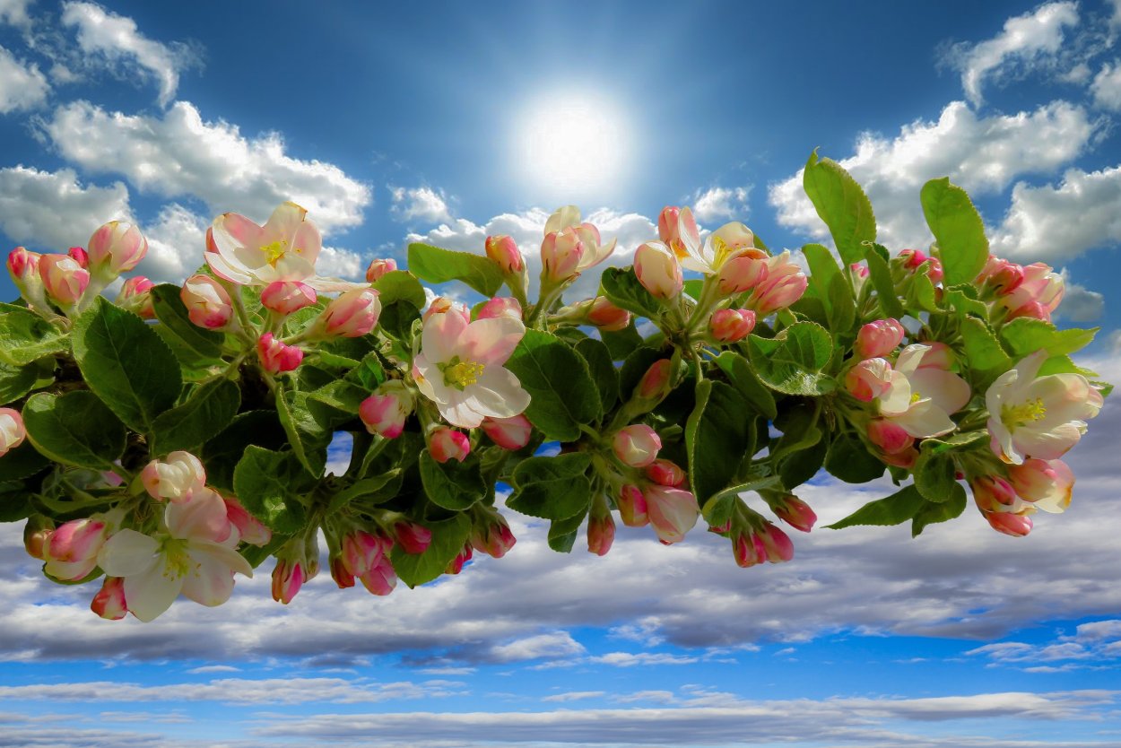 Весна солнце цветы