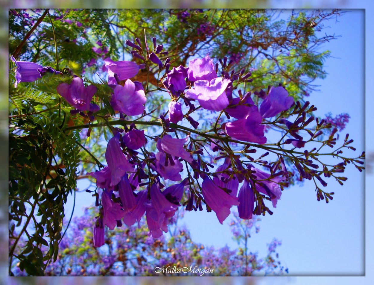 Акация сиреневая Робиния