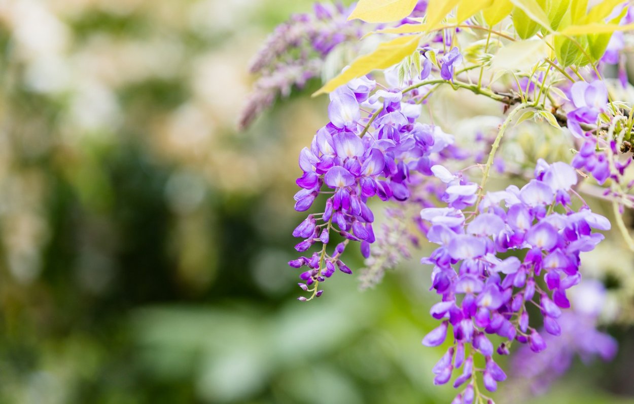 Сиреневая Акация кустарник