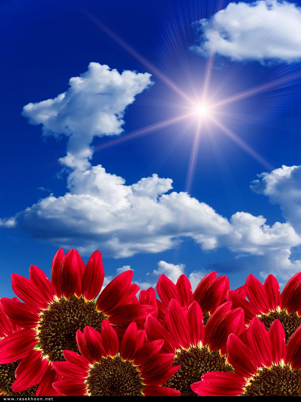 Цветок на закате солнца на небе