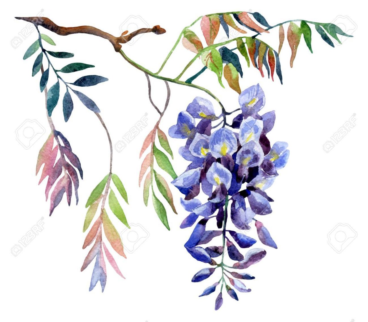 Акация акварель