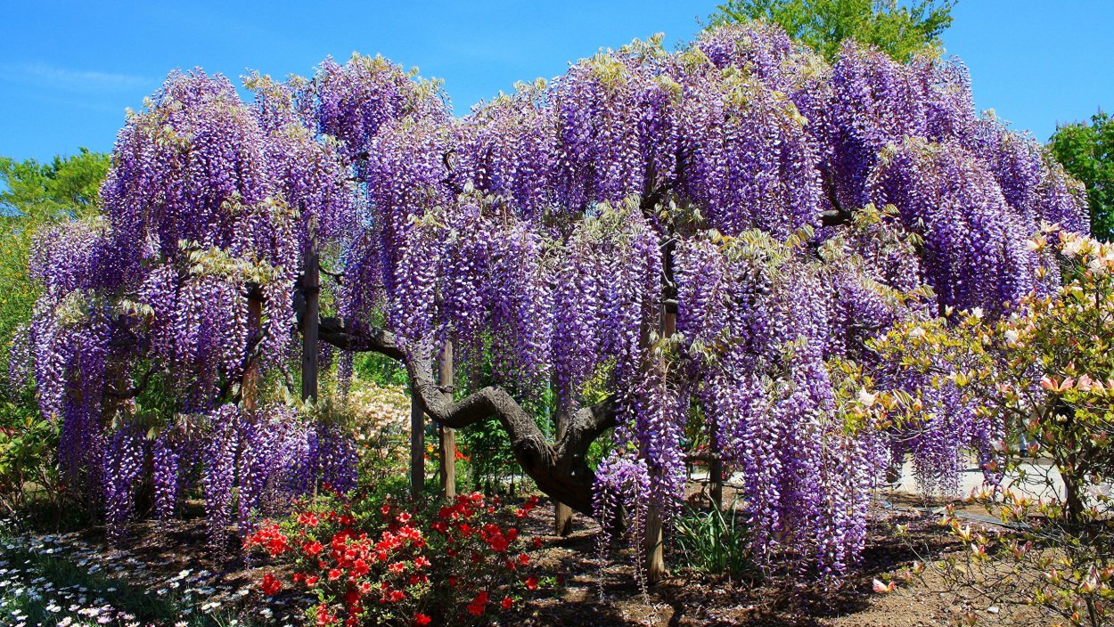 Древовидная Лиана Глициния