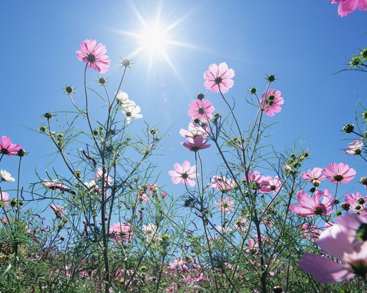 Цветочная Поляна