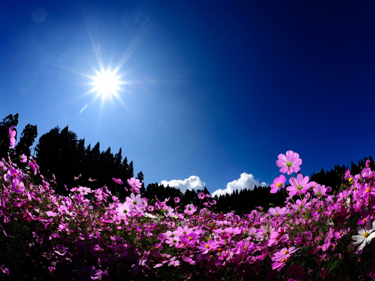 Цветы и солнце
