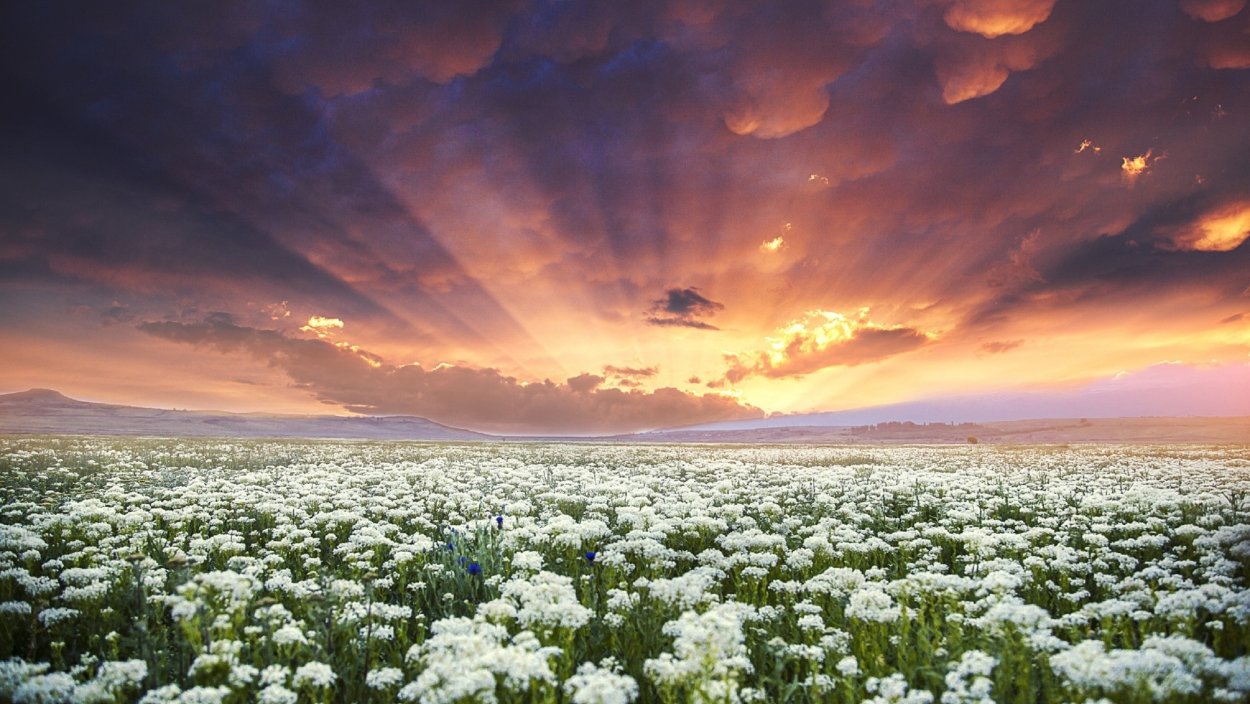 Солнечный летний день