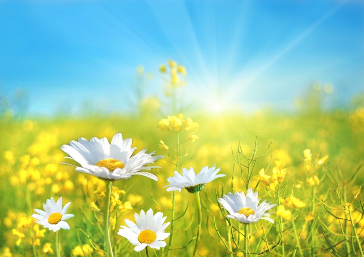 Солнце летом