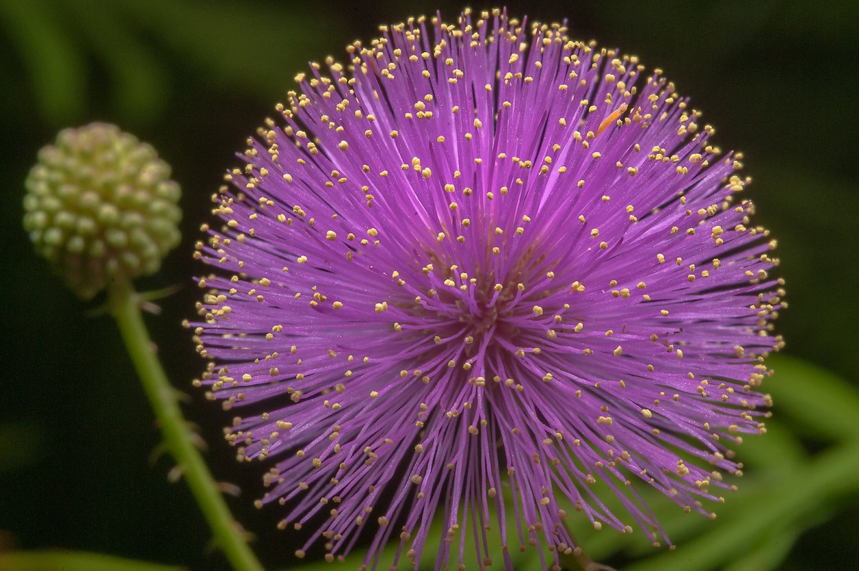 Мимоза и фиолетовые цветы