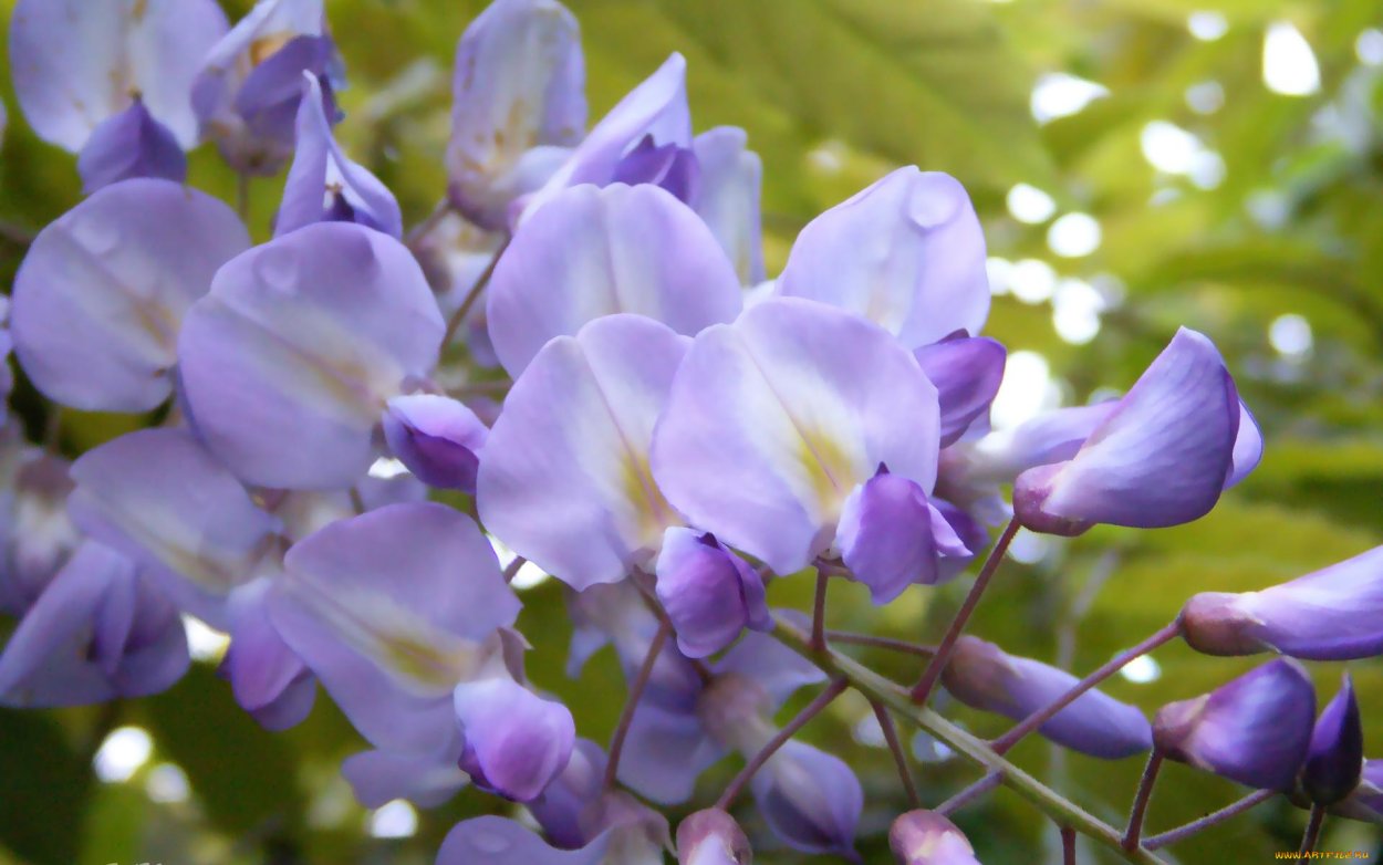 Глициния. Горох