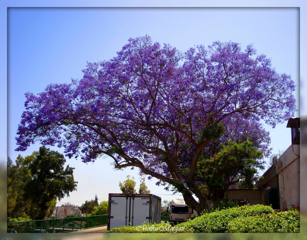 Жакаранда семена фиалковое дерево