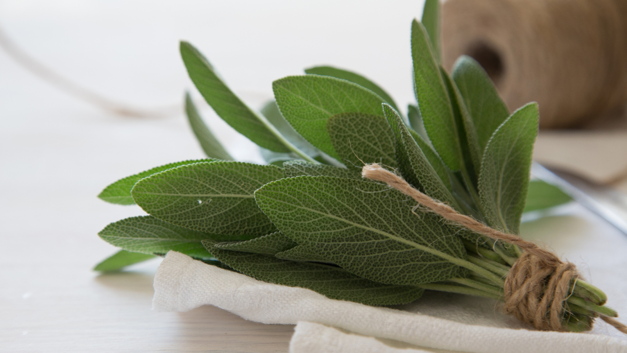 Чистец лавандолистный