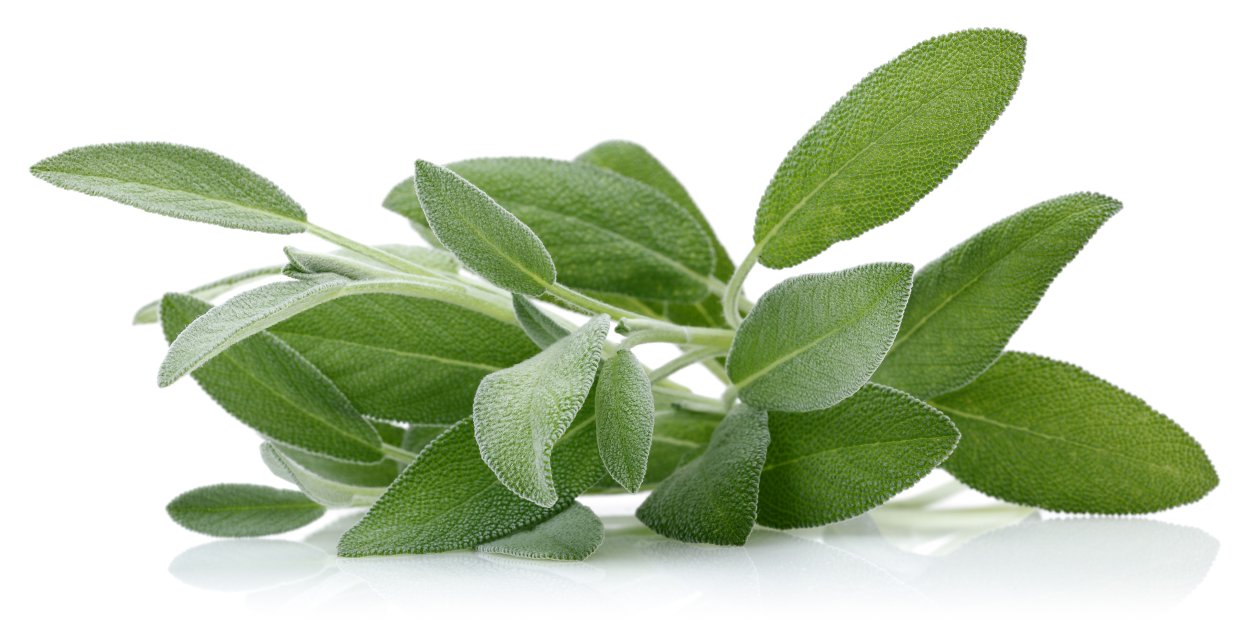 Шалфей лекарственный Sage Plant