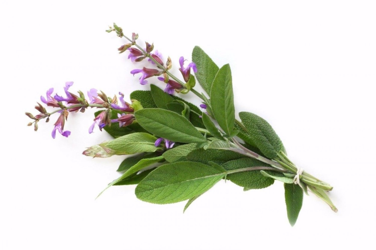 Шалфей Карадонна семенами