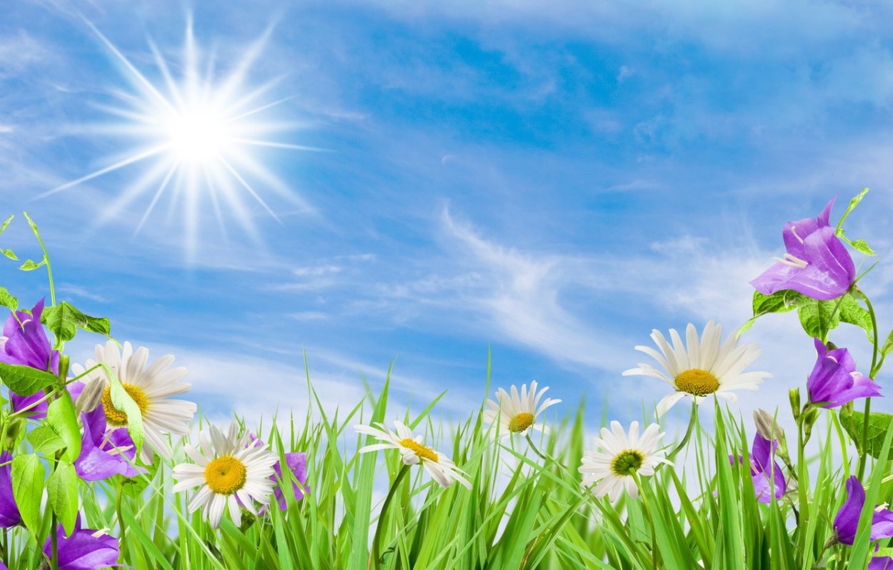 Красивое поле с маками