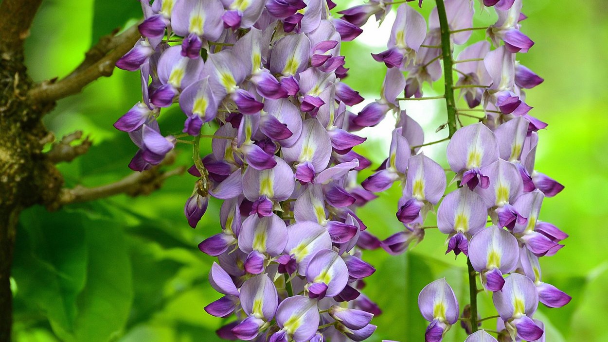 Глициния желтая