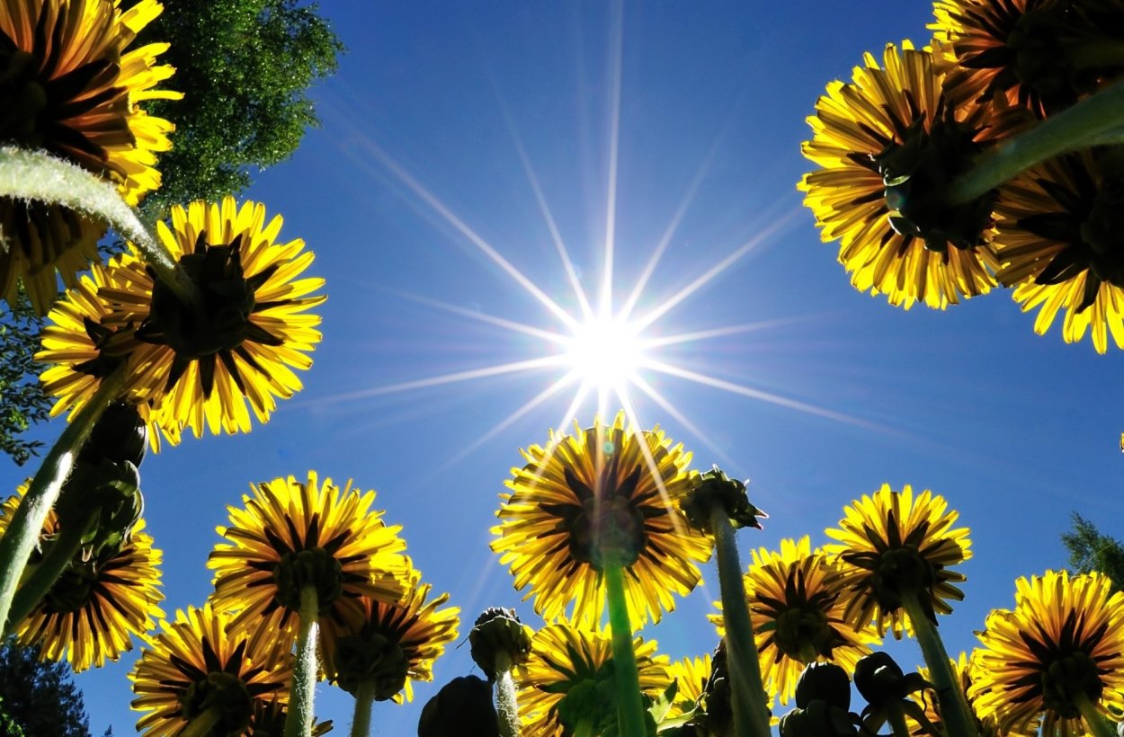 Лето ромашки