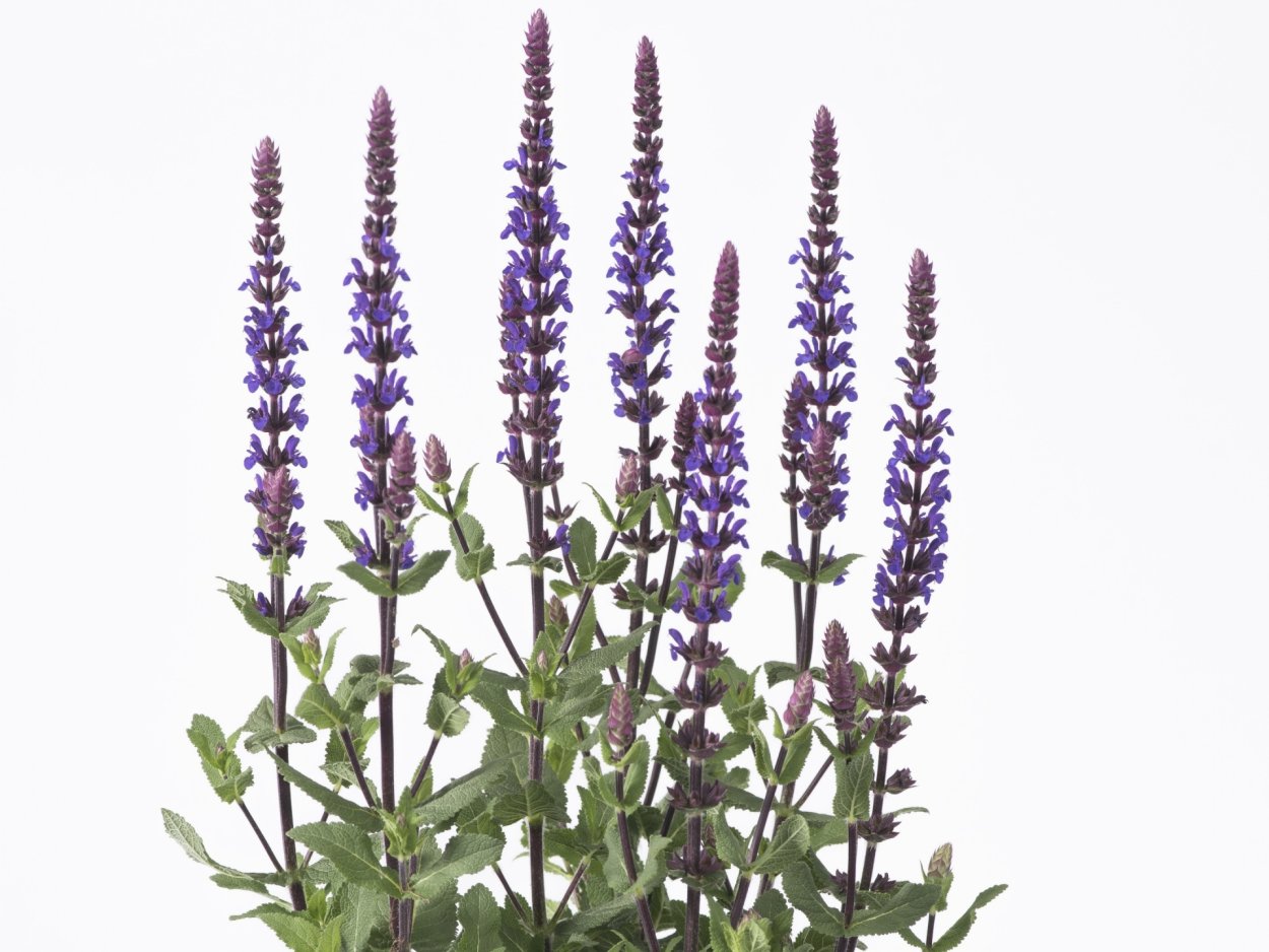 Шалфей лекарственный куст