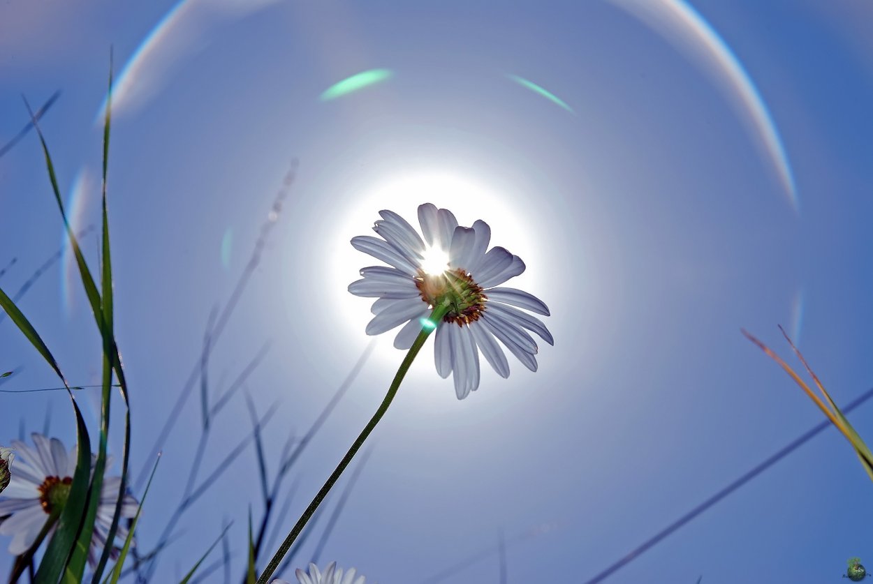 Солнце небо цветы